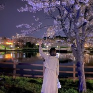 광주 벚꽃명소 야간 조명 밤벚꽃 양산동 양산호수공원 실시간