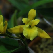 Cattleya spirit yellow