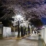 보라매공원 벚꽃