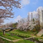 인천 벚꽃명소 굴포천 기후변화체험관