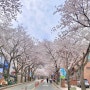 전북 전주 모악산 벚꽃 명소 실시간 개화 상황