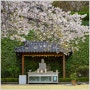 울산 선암호수공원 내 벚꽃 사찰 보현사의 봄날