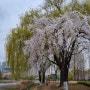 일산 호수공원 수양버들벚나무 2024.4.5 금요일 아침