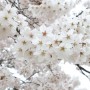 인천 벚꽃명소 연수구 벚꽃구경 연수동 벚꽃길