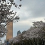 서울 여의도 벚꽃축제 먹거리 교통통제 주차 한강공원