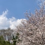 벚꽃 명소 서울대공원, 서울대공원 동물원 후기