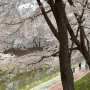 🧃[서울 벚꽃명소] 양재시민의숲 벚꽃 현황 양재천 추천 코스, 봄 나들이 가볼만 한곳