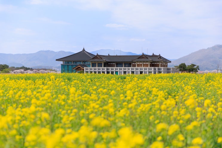 경주 가볼만한곳 분황사 앞 황룡사지 청보리밭 유채꽃 활짝(4.5)