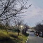인천 벚꽃 명소 검암 아라뱃길 _ 실시간 개화 정보