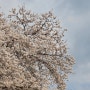 경마장 벚꽃축제 : 벚꽃야경