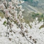 진주 벚꽃 명소 추천