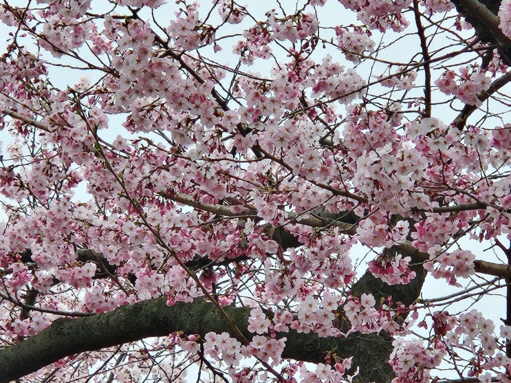 인천 월미공원 벚꽃, 자유 공원 벚꽃 만개는 아직이네요.
