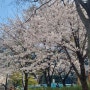 24년 4월 4일 어제 여의도 벚꽃 개화상태