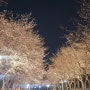 인천대공원 벚꽃 24년 개화실시간 :4월4일