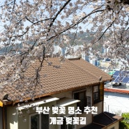 부산 숨은 벚꽃 명소 추천 개금 벚꽃길 가는방법 주차 (4월 2일 기준)