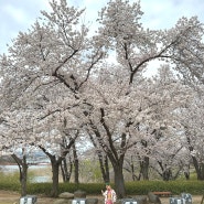 경주 보문단지 벚꽃 명소 실시간 개화 시기