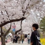 여의도 벚꽃축제 실시간 현황, 무조건 가야할 기본정보 총정리(ft. 주차)