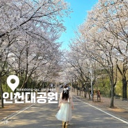 인천 벚꽃명소 인천대공원 벚꽃 구경하며 산책