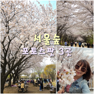 서울숲 벚꽃 놀거리 피크닉 포토스팟 3곳 서울벚꽃명소