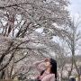경기도 봄 가볼만한곳 4월 서울대공원 벚꽃 실시간 둘레길 산책로 소요시간 주차