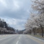 원주 실시간 벚꽃팝콘 터지고있어요 #봄나들이 #원주 벚꽃명소