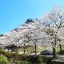 [1년 전 오늘] 보성 대원사 벚꽃길 한국의 아름다운 길 100선
