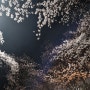 대전 대청호 벚꽃 나들이 팡시온 브런치
