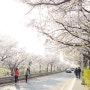 서울 벚꽃 명소 우리는 여의도 벚꽃축제 대신 도림천역,안양천 벚꽃길로