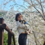 4월 진해에서 벚꽃 인생샷 찍고싶다면?정답은 벚꽃공원!(강아지동반)