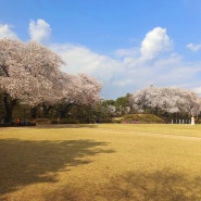 [4월 5일] 식목일 사전투표하고 판암근린공원 벚꽃 구경 🌸