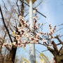 상암동 산책로에서 찍은 벚꽃, 개나리 사진