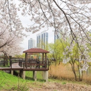 청주숨은벚꽃명소: 오송호수공원, 만수초등학교 벚꽃길