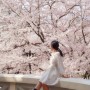 2024 서울 벚꽃 실시간: 잠실 석촌호수, 서울숲, 정독도서관 포토존 위치