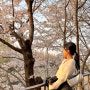양재천 벚꽃축제 실시간 : 사람 적은 서울 벚꽃 명소🌸💖