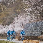 2024 고성 공룡나라 그란폰도, 벚꽃과 함께한 자전거 대회 Feat. MCN 자전거 팀복 단체복