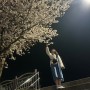강릉 경포 벚꽃 축제 및 개화시기 직접 지나간 후기