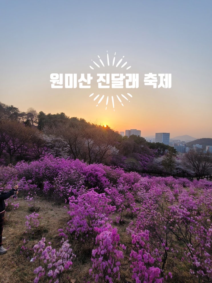 원미산 진달래꽃동산 : 진달래 축제 모습 (4월 5일)