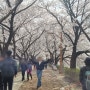 서울 숨겨진 한적한 벚꽃 명소 안양천 / 도림천(무료주차, 교통, 벚꽃터널, 숲터널)