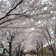 수원 만석공원 봄!! 벚꽃 나들이~~~