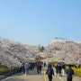 인천 대표 벚꽃 명소 SK인천석유화학 2024년 4월5일 현황(주차 꿀팁)