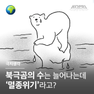 북극곰의 수는 늘어나는데 '멸종위기'라고? 도대체 기준이 뭐길래?