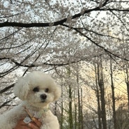 강아지와 산책하기 구리 벚꽃 명소 장자호수 공원