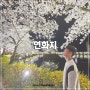 김천 연화지 벚꽃축제 실시간 야경, 주차장, 화장실 꿀팁