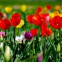 주말 가볼만한 곳, 봄꽃 축제 명소 TOP 5