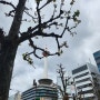 [진주최] 오사카-교토여행(3/4일차) feat.타니마치군호텔, 아라시야마, 도케츠교, 가츠라가와