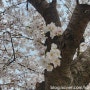 청주 만개한 벚꽃명소 무심천 구경 하상도로 체육공원 산책