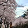 대구 근교 칠곡 동명 팔공산 벚꽃 터널 드라이브 길 숨은 명소 🌸 여릿재 / 동명지 🌸