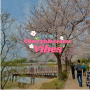 경기근교/서울근교 벚꽃명소 :: 4월 수원 만석공원 실시간 벚꽃 현황 (4월4일)