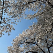 서울 벚꽃 명소 4월초 개화 모습 Top2 추천 장소: 현충원, 석촌호수