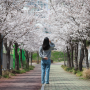 울산 산책로 벚꽃 터널 사진 담기 좋았던 온누리공원